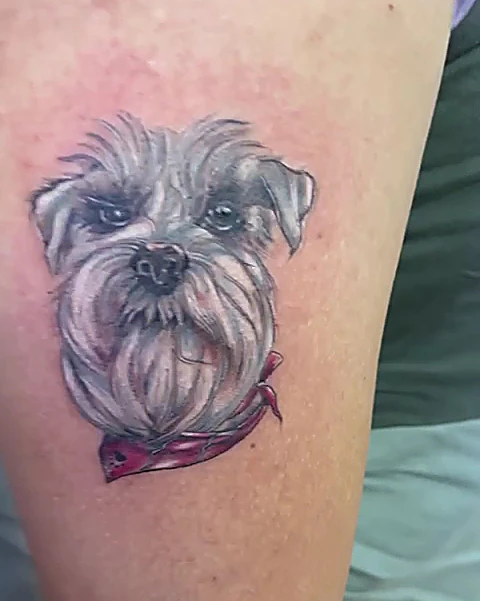 Retrato de un schnauzer en gris con paliacate rojo al cuello